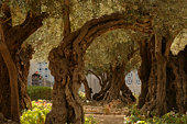 The Garden of Gethsemane in Jerusalem