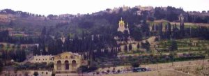 The Garden of Gethsemane on the Mt. of Olives.