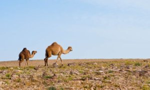 Camels traverse the widlerness outside of Jerusalem.