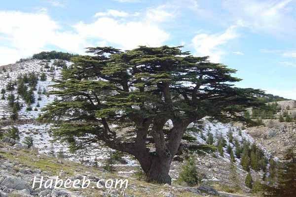 Cedars from the Chafour region of Lebanon.